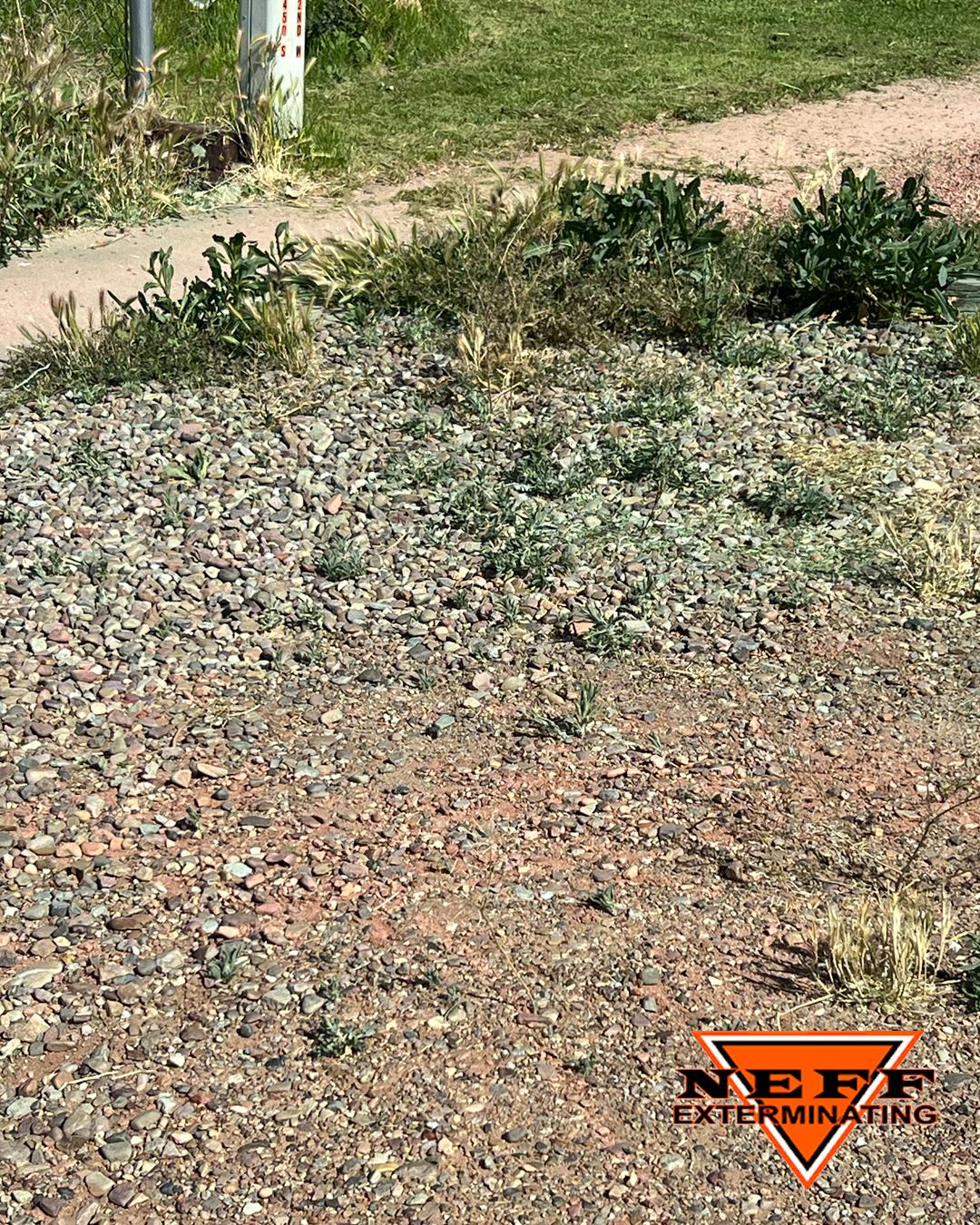 How Pre-Emergent Weed Treatments Can Save Your Lawn This Spring