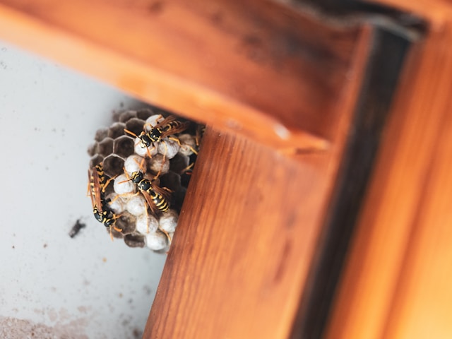 The Hidden Dangers of DIY Pest Control: What Homeowners Need to Know