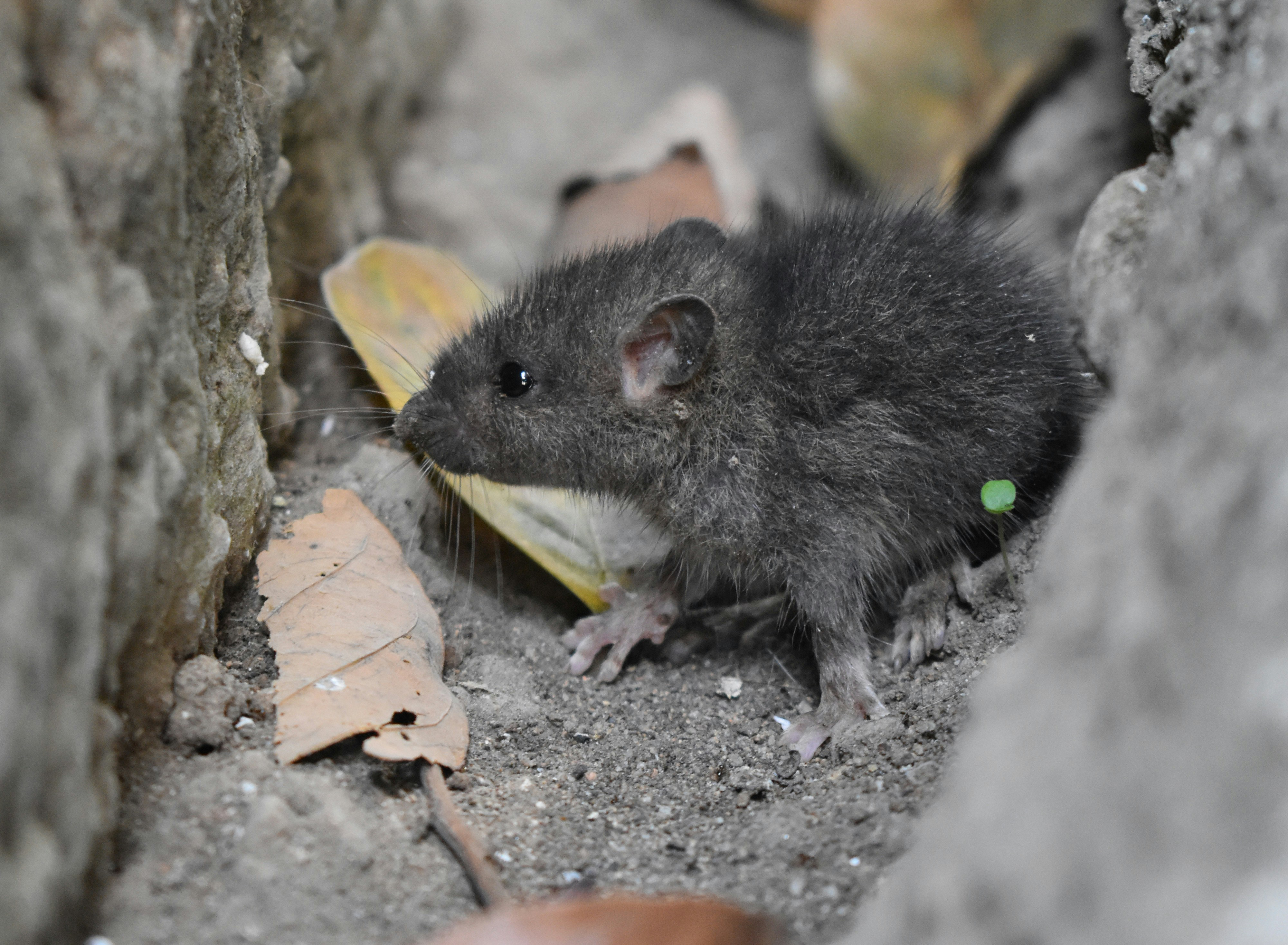 The Ultimate Guide to Rodent Control in the White Mountains