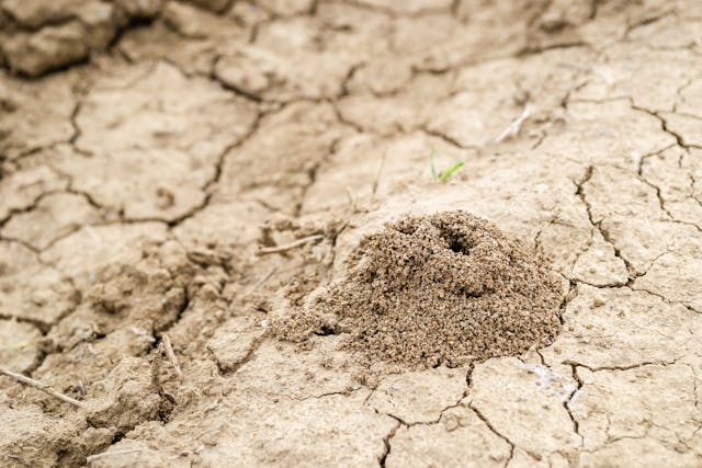 How to Keep Termites Away from Your Home This Winter