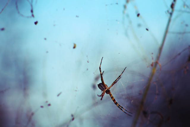 Spooky but True: Creepy Crawlers That Could Be Lurking in Your Home This Halloween