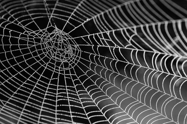 How to Keep Spiders Out of Your Home as Temperatures Drop