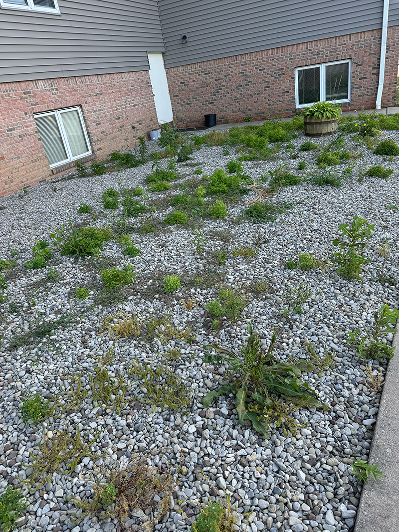 Why Summer Weed Control is Essential for Taylor, AZ Gardens